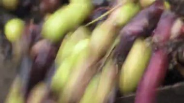 Endüstriyel zeytinyağı değirmeninde toplanan zeytin akıntısı