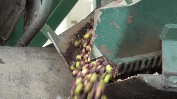 Olives Fraîchement Récoltées Tombant Machine Dans Moulin Huile Industriel — Video