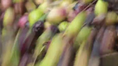 Endüstriyel zeytinyağı değirmeninde toplanan zeytin akıntısı
