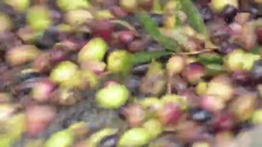 Zeytin az önce endüstriyel zeytinyağı fabrikasındaki bir konveyörde toplandı.