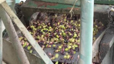 Yağ değirmenindeki bir konveyörde zeytin. Ekstra Bakire Zeytinyağı Yapımı