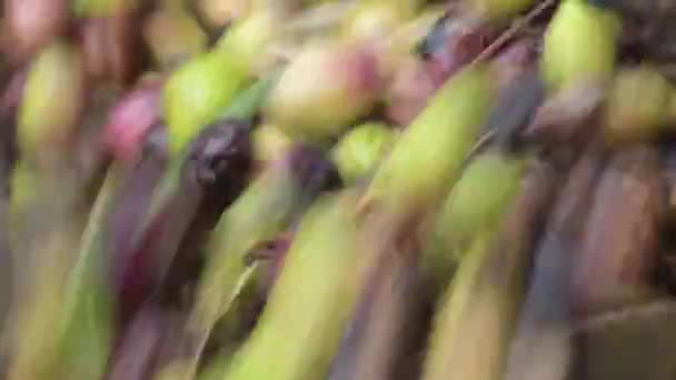 在一家工业橄榄油加工厂里刚刚收获的橄榄流 — 图库视频影像