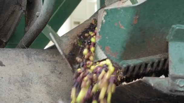 Olives Just Harvested Falling Machine Industrial Oil Mill — Stock Video