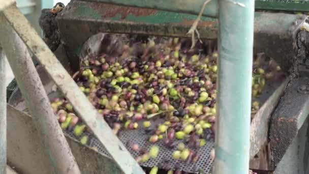 Aceitunas Transportador Molino Aceite Producción Aceite Oliva Virgen Extra — Vídeo de stock