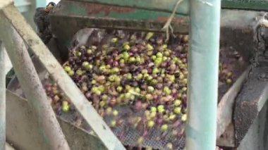 Yağ değirmenindeki bir konveyörde zeytin. Ekstra Bakire Zeytinyağı Yapımı