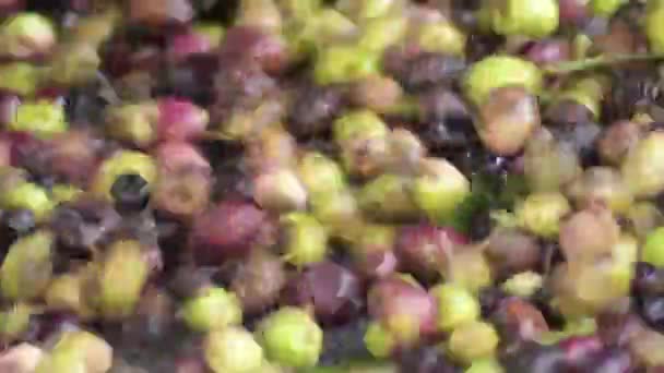 Aceitunas Recién Cosechadas Transportadas Transportador Molino Aceite — Vídeo de stock