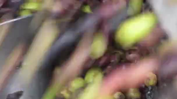 油厂里的输送机里掉的橄榄 — 图库视频影像