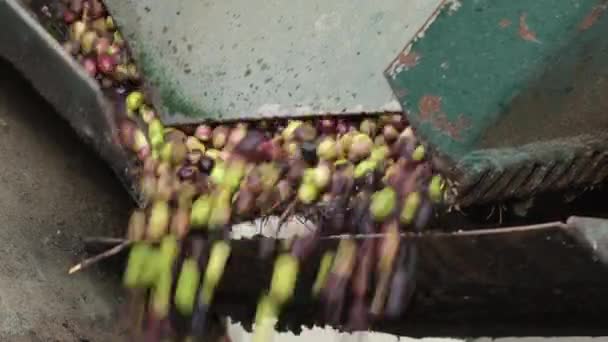 刚刚收获的橄榄 在油料厂的输送机上运行 — 图库视频影像