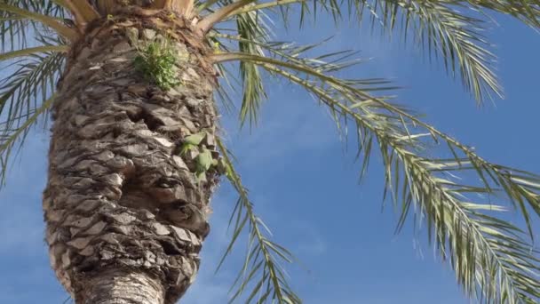 Mniši Papoušci Bojující Palmě Slunečný Den — Stock video
