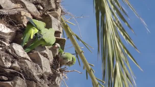 Mönche Sittiche Vögel Kämpfen Einem Sonnigen Tag Einer Palme — Stockvideo