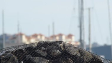 Bir balıkçı limanında yeni yakalanmış midyeler.