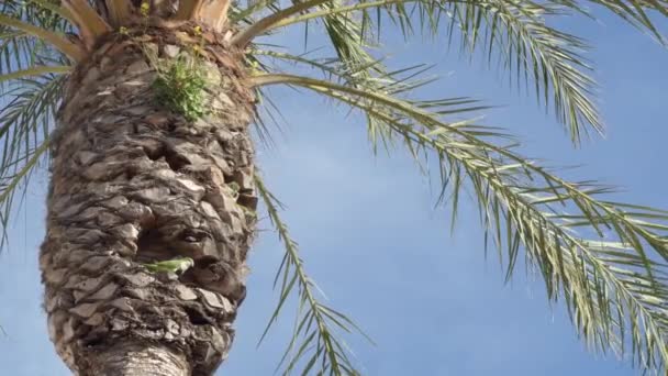 阳光明媚的日子里 和尚们在棕榈树上筑巢 — 图库视频影像