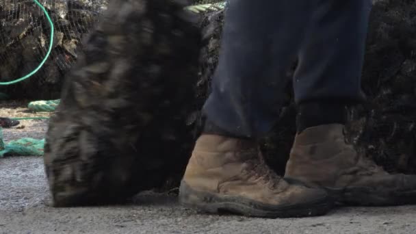 Trabalhadores Que Descarregam Malhas Mexilhões Recentemente Capturados Num Porto Pesca — Vídeo de Stock