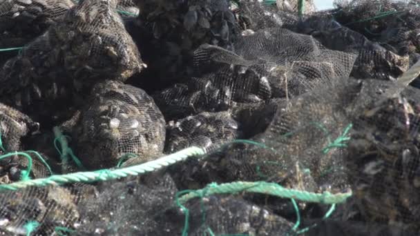 Säcke Mit Frisch Gefangenen Muscheln Einem Hafen — Stockvideo