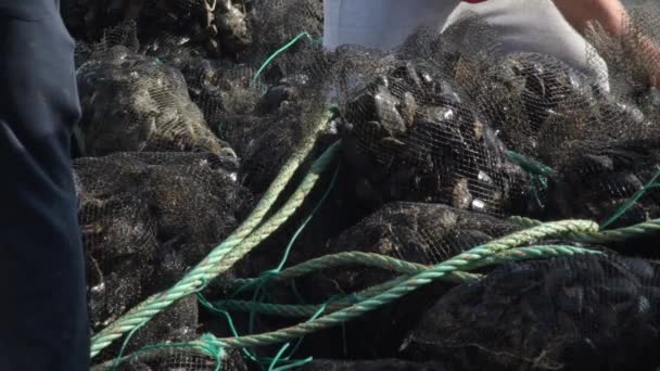 Déchargement Mailles Avec Des Moules Juste Capturées Dans Navire Dans — Video