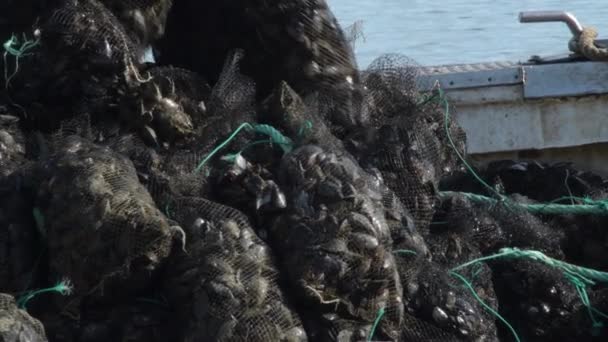 Entladen Von Maschen Frisch Gefangener Muscheln Einem Fischereihafen — Stockvideo