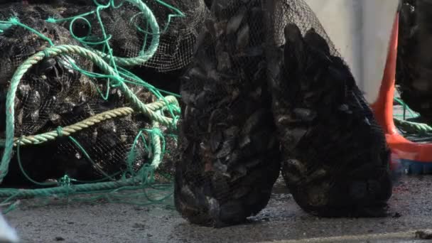 水揚げされたばかりのムール貝のメッシュを港に積み込む作業員 — ストック動画