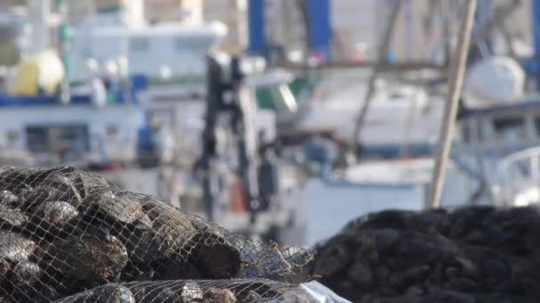 漁港で獲れたばかりの新鮮なムール貝のメッシュ晴れた日 — ストック動画