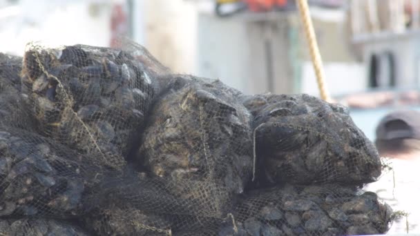 Maschen Von Muscheln Einem Fischereihafen — Stockvideo