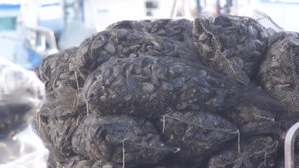 Mailles Moules Fraîchement Pêchées Dans Port — Video