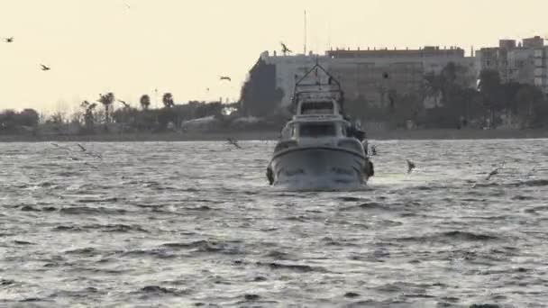 Fiskefartyg Som Seglar Till Hamn Med Måsar Som Flyger Runt — Stockvideo