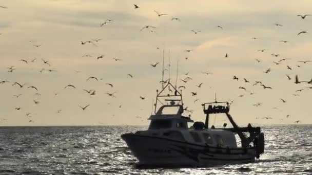 Barco Pescador Con Gaviotas Volando Alrededor Entrando Puerto Atardecer — Vídeos de Stock