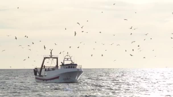 Fiskefartyg Som Går Hamn Med Måsar Som Flyger Runt Vid — Stockvideo