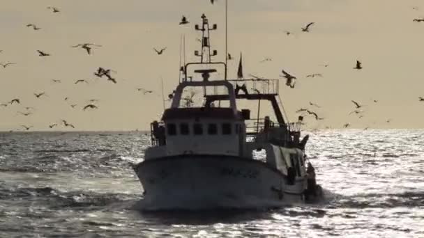 Fiskefartyg Som Går Hamn Med Måsar Som Flyger Runt Vid — Stockvideo