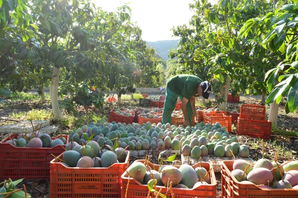 Tarım işçisi tarlada toplanan mango meyvelerini paketliyor.