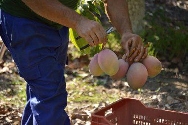Mango hasadında toplanan mangolu tarım işçisi.