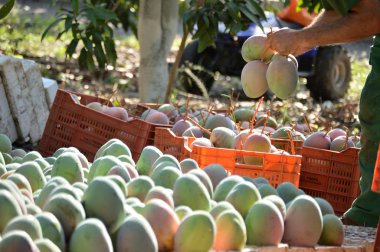 Tarım işçisi mango meyvesi topluyor.