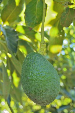 Avokado ağacının dalında asılı taze avokado şapkası.