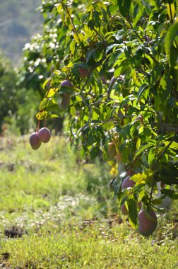 Mangolar hasat için hazır Bir tarlada mango ağacında asılı