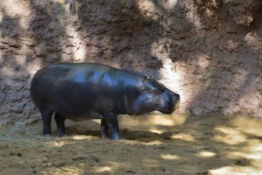 Hayvanat bahçesindeki Pigme Hippopotamus Choeropsis liberiensis