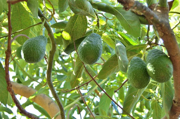 Avokado ağacının dalında taze avokadolar.