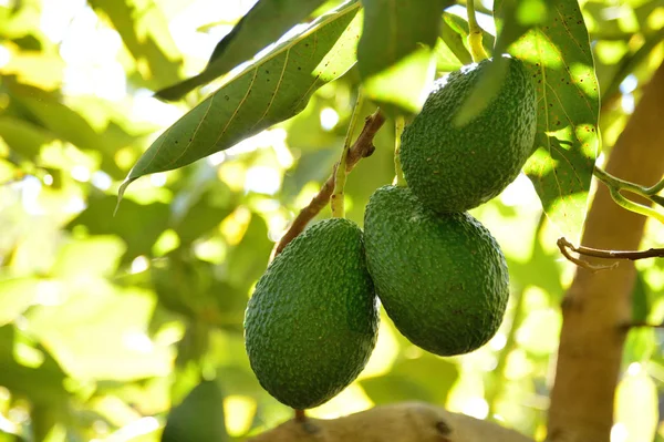 Abacates Fruta Hass Ramo Uma Árvore Abacate — Fotografia de Stock