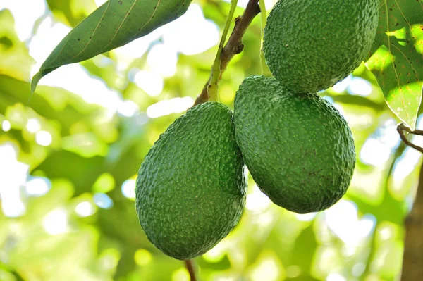 Aguacates Hass Árbol — Foto de Stock