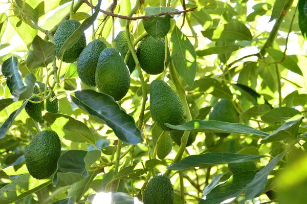 Natürliche Avocados Der Hasssorte Einem Avocadobaum — Stockfoto