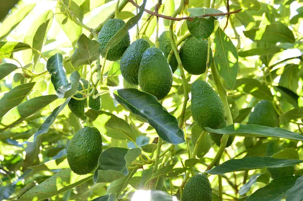 Avokado meyvesi bir avokado ağacında asılı.