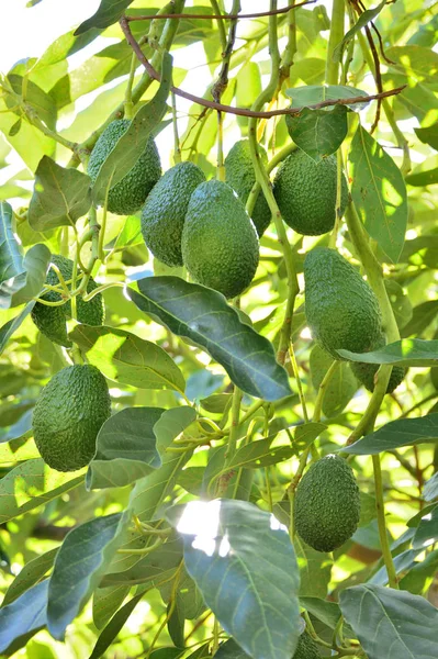 Avokado hass meyvesi bir avokado ağacında asılı