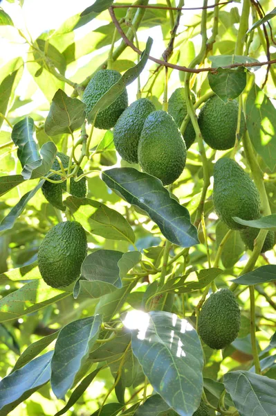 Avokado hass meyvesi bir avokado ağacında sallanıyor.