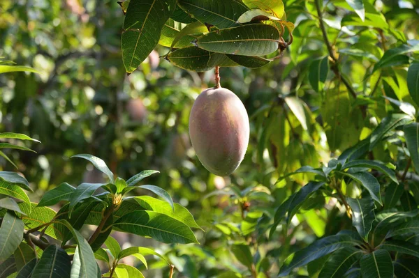 Fruta Manga Pendurada Uma Árvore Manga Uma Plantação Árvores Fruto — Fotografia de Stock