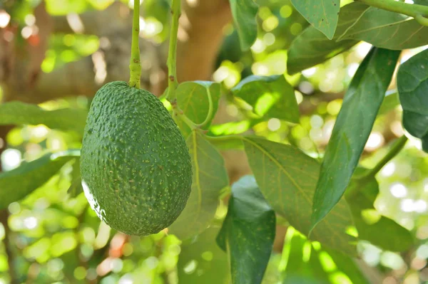 Abacate Hass Frutas Tropicais Penduradas Uma Árvore Abacate — Fotografia de Stock
