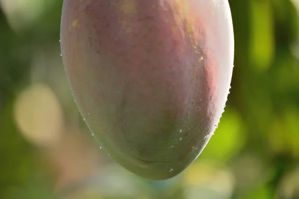 Mango Fruit Hanging Mango Tree — Stock Photo, Image