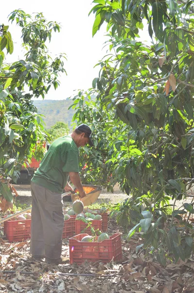 Agricultural worker packing mango fruit just harvested in boxes