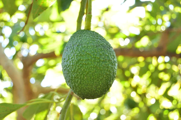 Avokado ağacında asılı duran haass avokado meyvesi