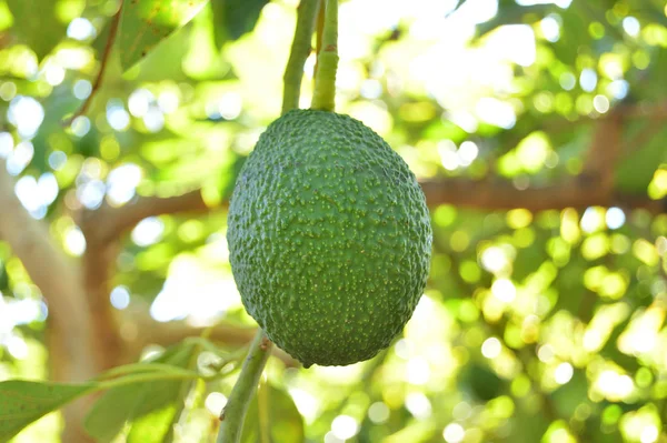 Fruta Abacate Hass Pendurada Uma Árvore Abacate — Fotografia de Stock