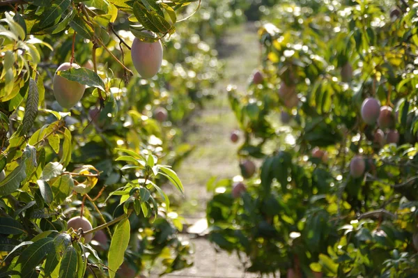 Mangos Colgados Los Árboles Tiempo Cosecha — Foto de Stock