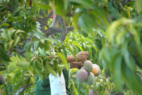Mango meyvesi hasadında mango meyvesi topluyorum.