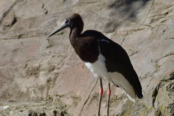 Abdim Stork Bird Natural Park Ciconia Abdimii — Stock Photo, Image